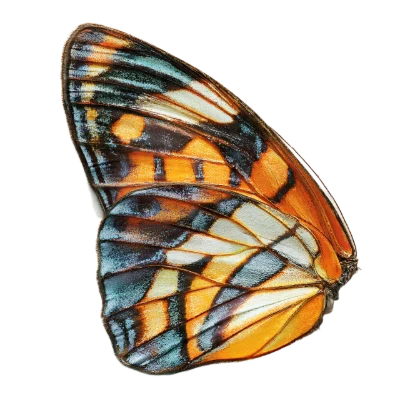 Colorful Butterfly Wing
