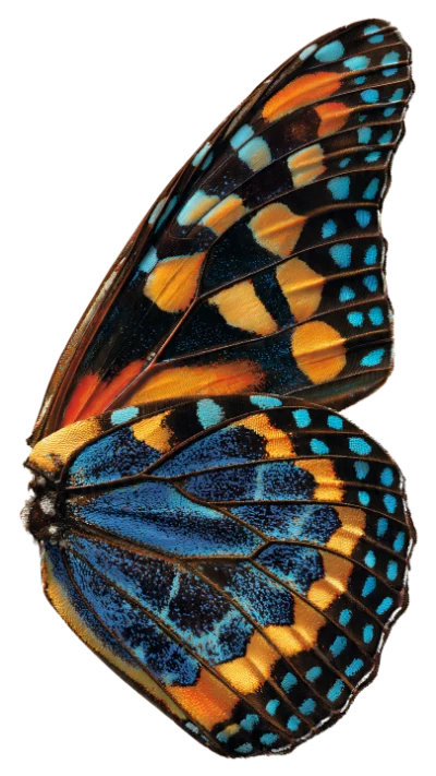 Colorful Butterfly Wings
