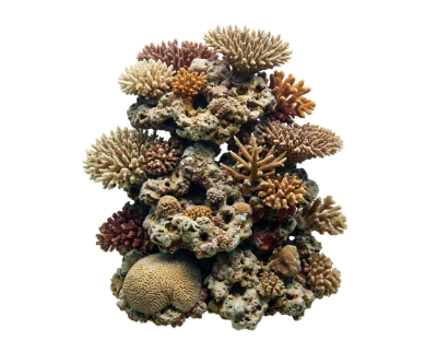 Colorful Coral Reef Formation