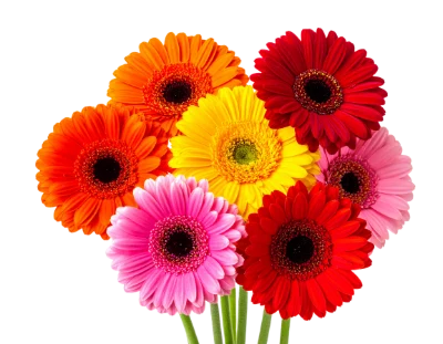 Colorful Gerbera Daisy Bouquet
