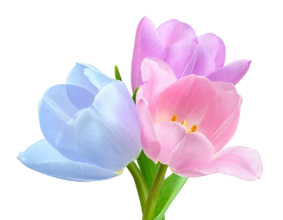 Colorful Spring Tulip Bouquet