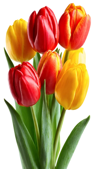 Colorful Spring Tulip Bouquet