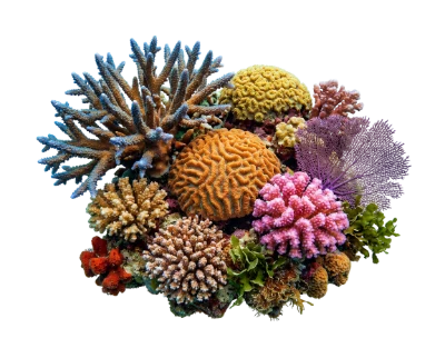 Colorful Tropical Coral Reef