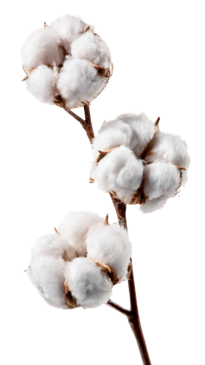 Cotton Plant Branch