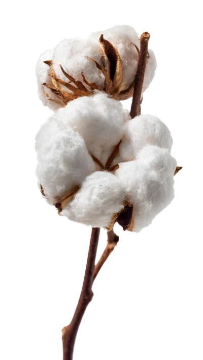 Cotton Plant Branch