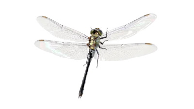 Detailed Dragonfly Insect