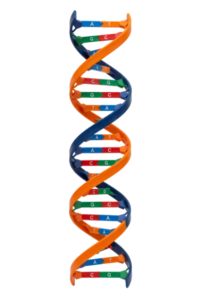 DNA Double Helix Structure