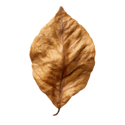 Dried Brown Leaf