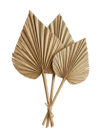 Dried Palm Leaves