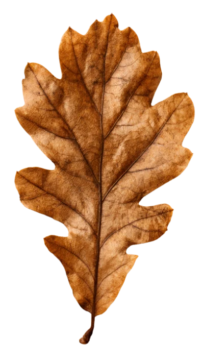 Dry Brown Oak Leaf