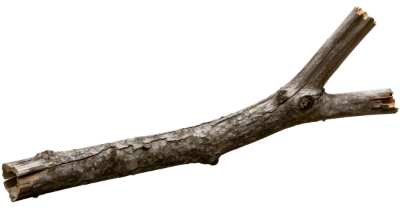 Dry Tree Branch