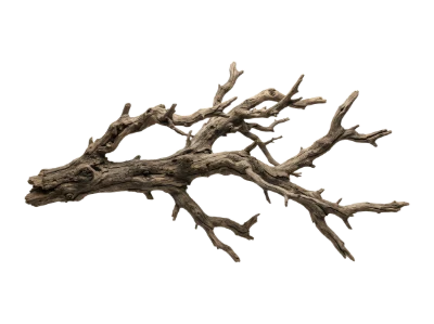 Dry Tree Branch