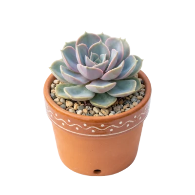 Echeveria Succulent In Pot