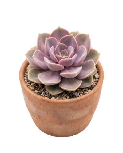Echeveria Succulent In Pot