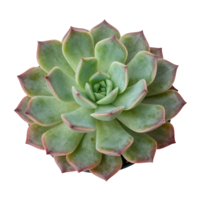 Echeveria Succulent Plant