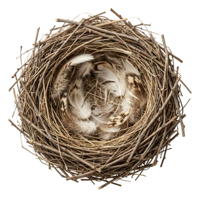 Empty Bird Nest