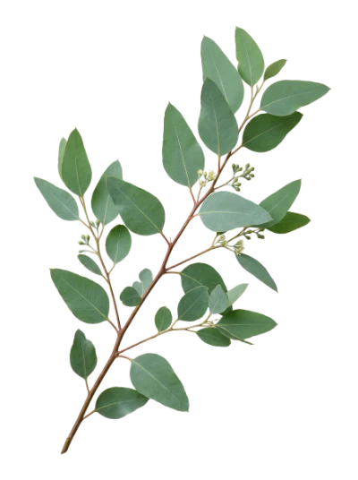 Eucalyptus Branch With Leaves