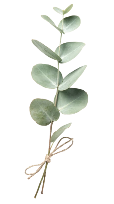 Eucalyptus Branch With Twine