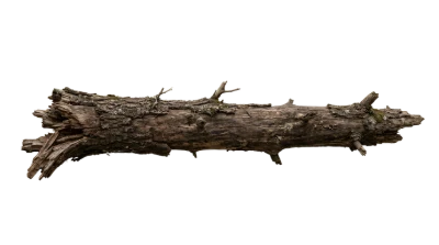 Fallen Tree Log