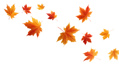 Falling Autumn Maple Leaves