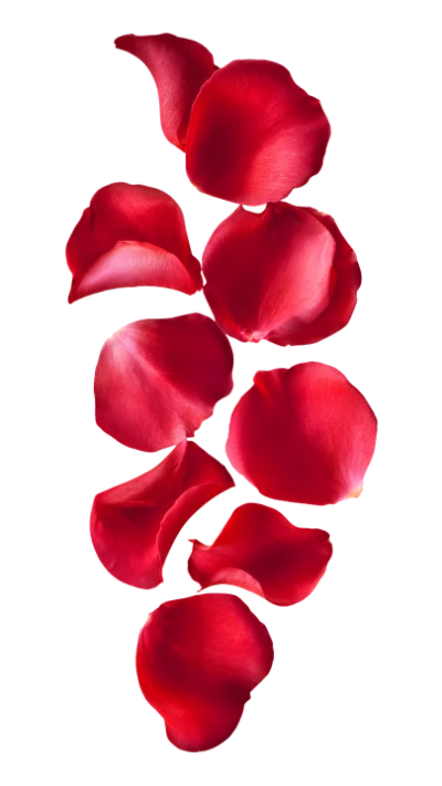 Falling Red Rose Petals