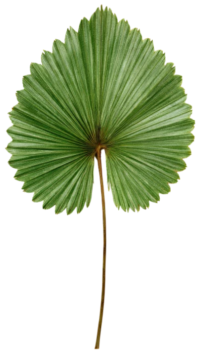 Fan Palm Leaf