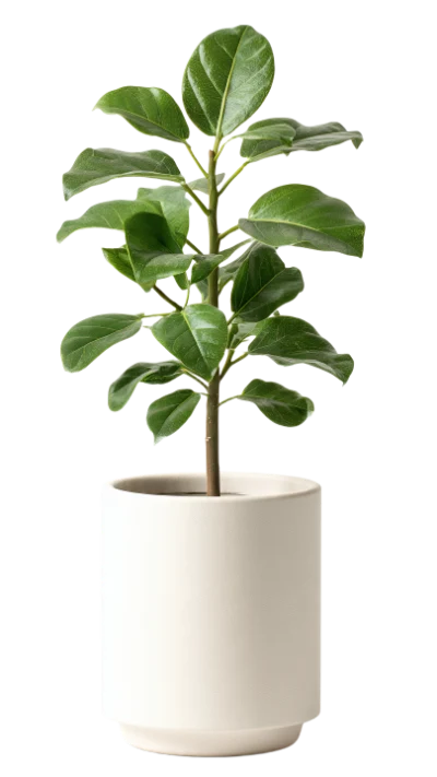Ficus Houseplant In Pot