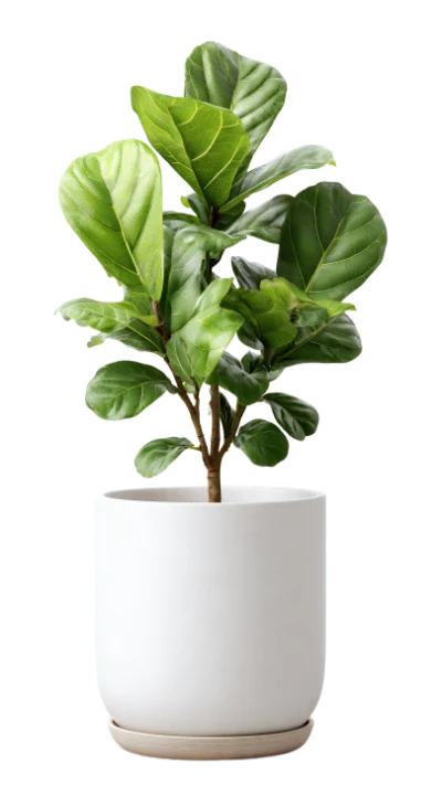 Fiddle Leaf Fig Plant