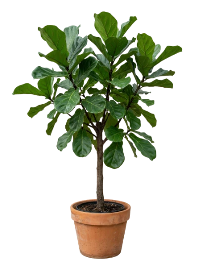 Fiddle Leaf Fig Plant