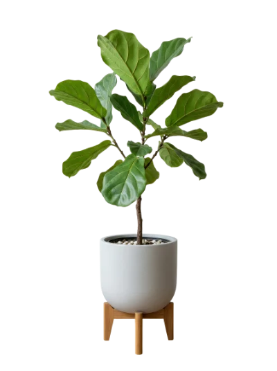 Fiddle Leaf Fig Plant