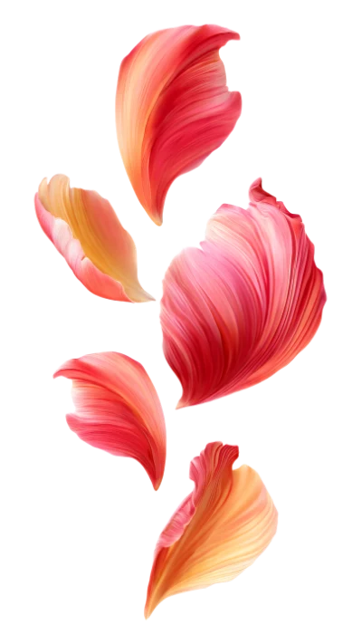 Floating Pink Flower Petals