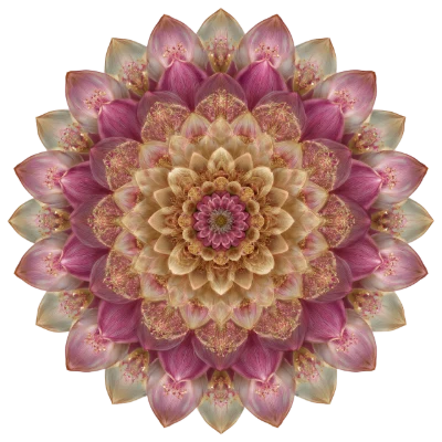 Floral Mandala Illustration
