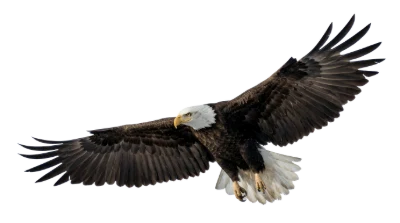 Flying Bald Eagle