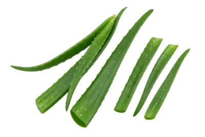 Fresh Aloe Vera Leaves