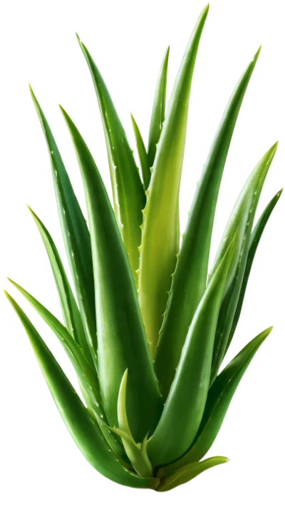 Fresh Aloe Vera Plant