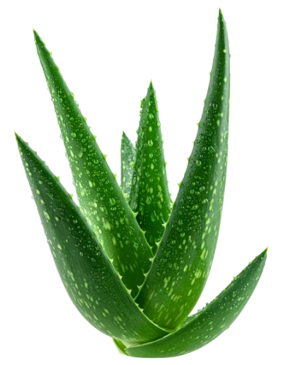Fresh Aloe Vera Plant