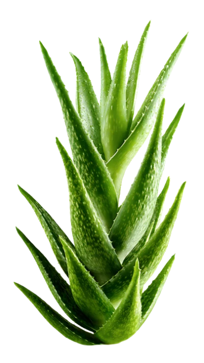 Fresh Aloe Vera Plant
