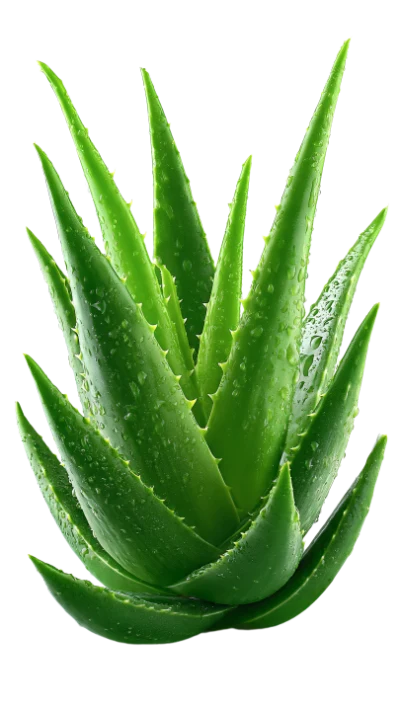 Fresh Aloe Vera Plant