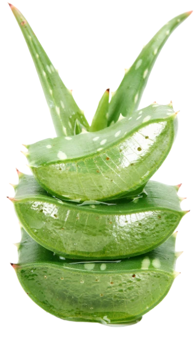 Fresh Aloe Vera Slices