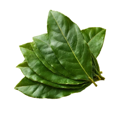 Fresh Bay Leaves