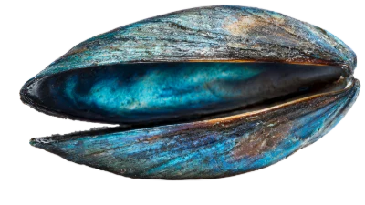 Fresh Blue Mussel Shell