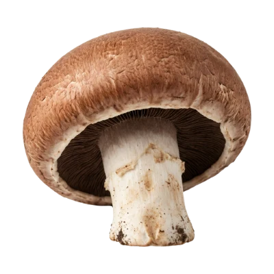 Fresh Brown Mushroom