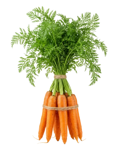 Fresh Bunch Of Carrots
