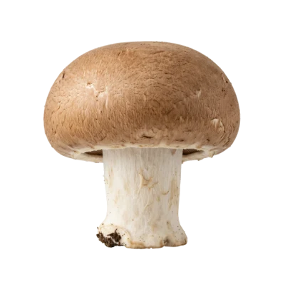Fresh Cremini Mushroom