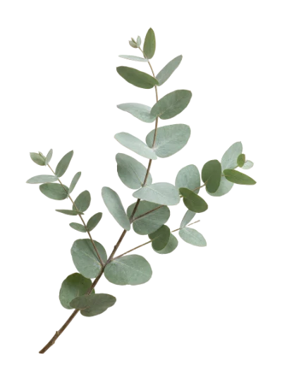 Fresh Eucalyptus Branch