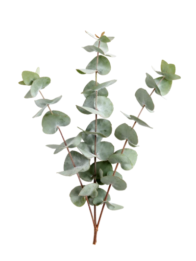 Fresh Eucalyptus Branch