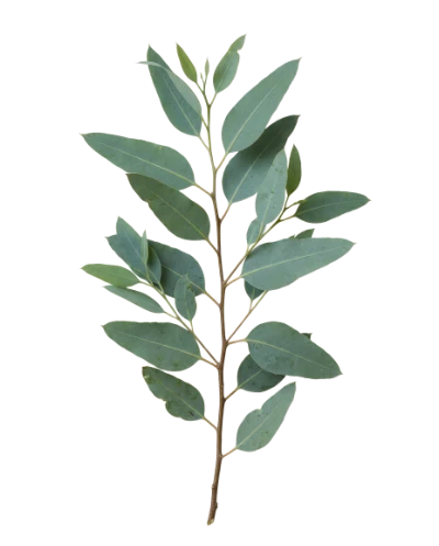 Fresh Eucalyptus Branch