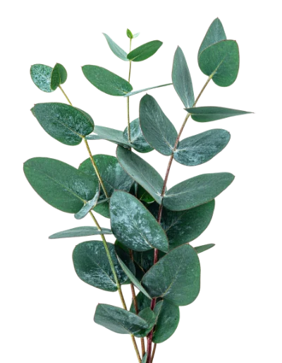 Fresh Eucalyptus Leaves Branch
