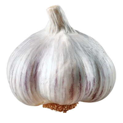 Fresh Garlic Bulb