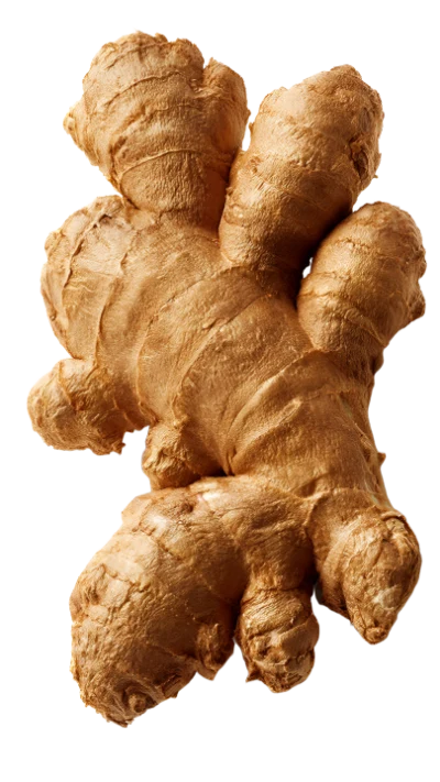 Fresh Ginger Root